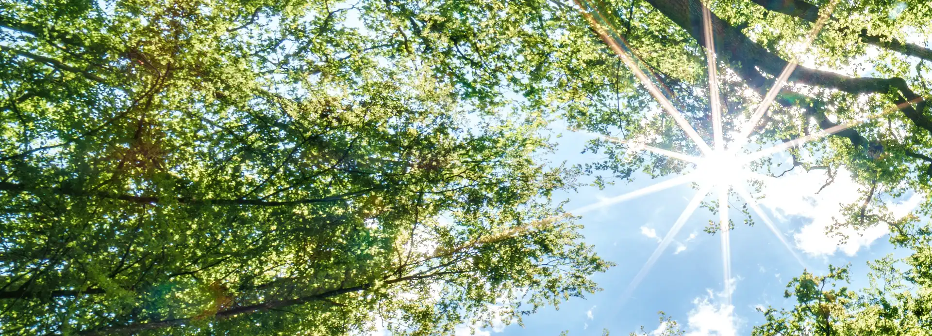 Looking up from the forest floor at tall trees and a sunbeam through the canopy