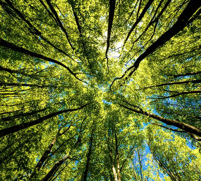 Forest canopy viewed from below, symbolizing environmental stewardship